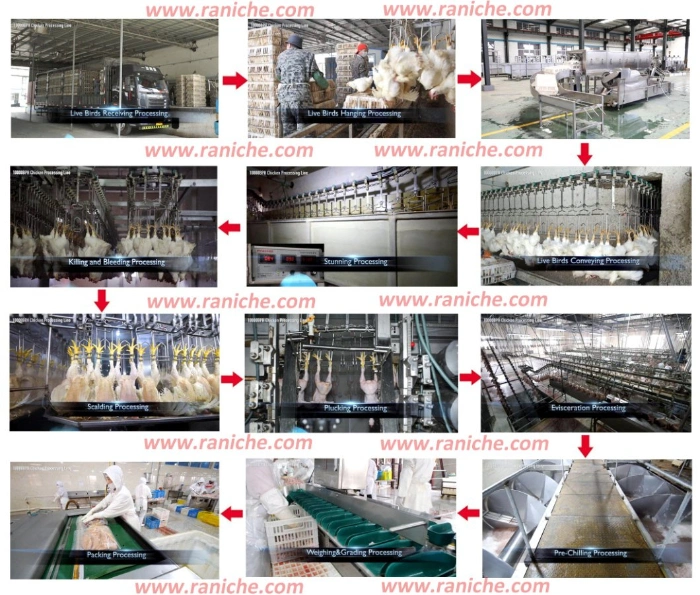 Semi-Automatic Evisceration System for Chicken Poultry Processing Line Stainless Steel 304 Material Quality Plucker